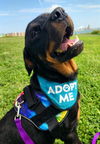 adoptable Dog in  named OSO