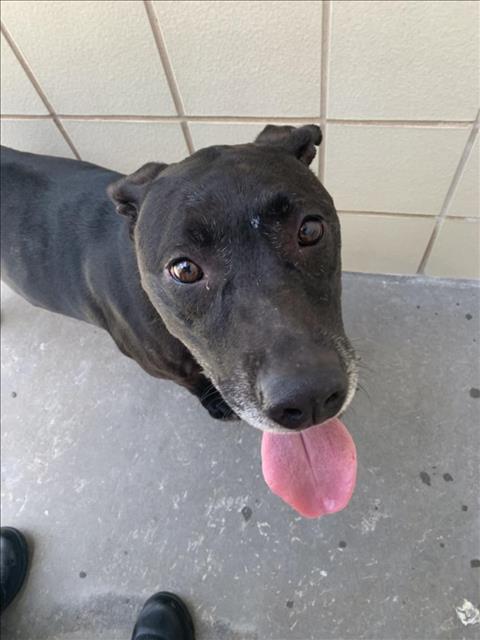 adoptable Dog in Corpus Christi, TX named LASALLE
