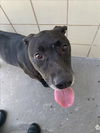 adoptable Dog in  named LASALLE