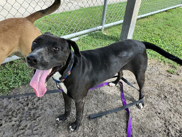 adoptable Dog in Corpus Christi, TX named RILLO
