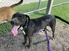 adoptable Dog in  named RILLO