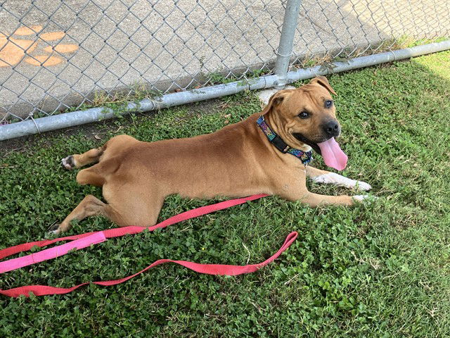 adoptable Dog in Corpus Christi, TX named FLYNN RYDER
