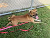 adoptable Dog in  named FLYNN RYDER