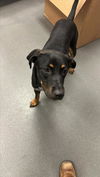 adoptable Dog in  named KIMBER