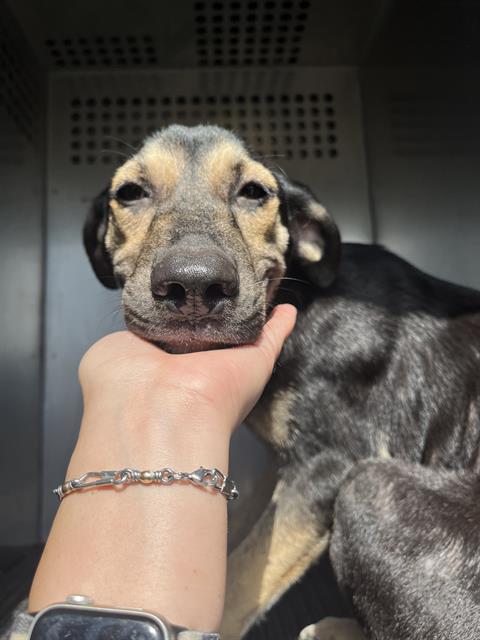 adoptable Dog in Corpus Christi, TX named HEALIX