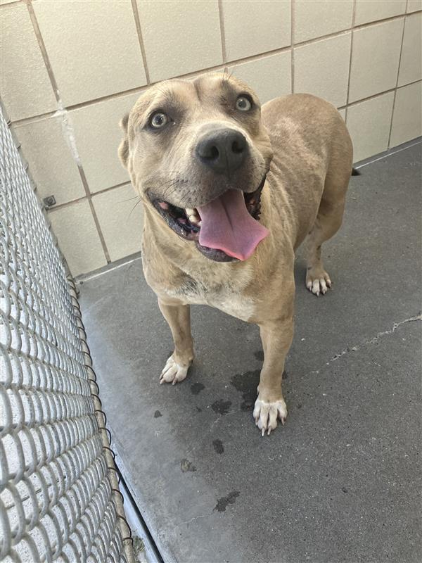 adoptable Dog in Corpus Christi, TX named ZOLA