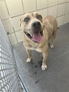 adoptable Dog in  named ZOLA