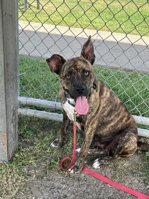 adoptable Dog in Corpus Christi, TX named CECILIA