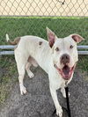 adoptable Dog in  named BOY