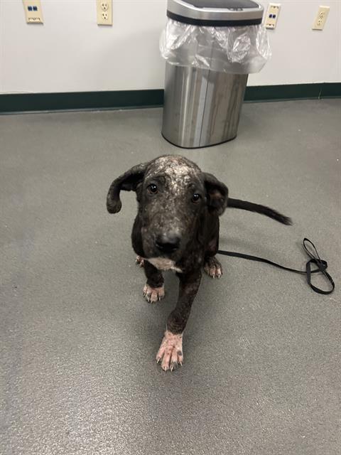 adoptable Dog in Corpus Christi, TX named CHEESE