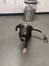 adoptable Dog in  named CHEESE