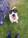 adoptable Dog in  named MACAEREL