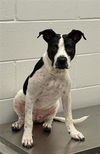 adoptable Dog in  named PICKLES