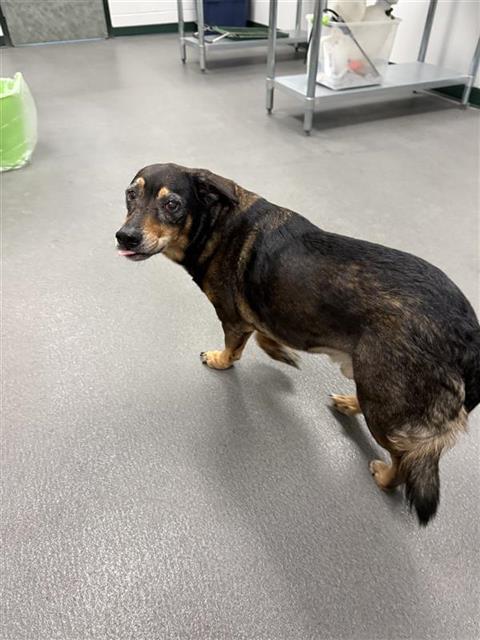 adoptable Dog in Corpus Christi, TX named BANG
