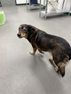 adoptable Dog in  named BANG