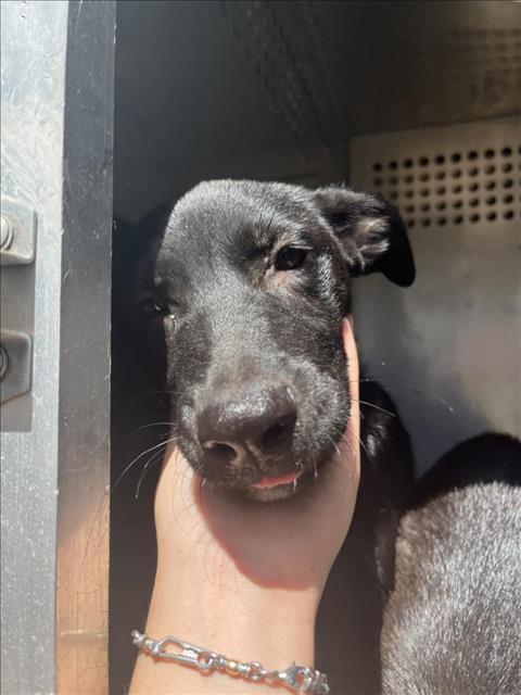 adoptable Dog in Corpus Christi, TX named ABP