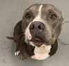 adoptable Dog in  named STELLA