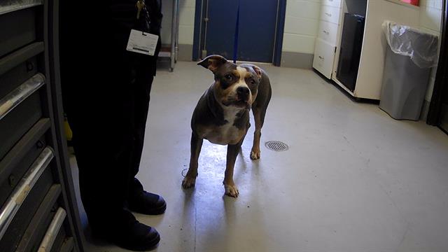 adoptable Dog in Corpus Christi, TX named MALIBU BARBIE