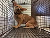 adoptable Dog in  named COCO