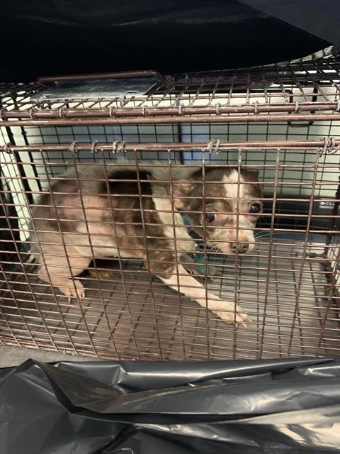 adoptable Dog in Corpus Christi, TX named ESMA (IZZY)
