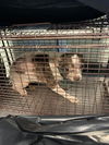 adoptable Dog in  named ESMA (IZZY)