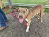 adoptable Dog in  named CHOPPY