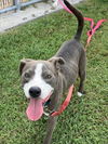 adoptable Dog in  named WRANGLER
