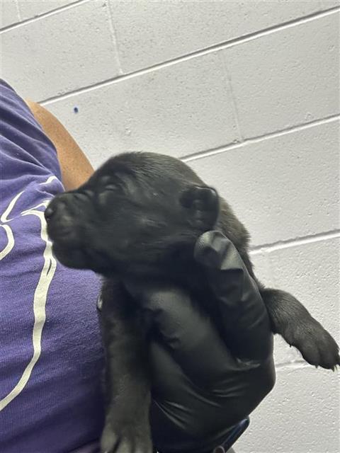 adoptable Dog in Corpus Christi, TX named ABBY