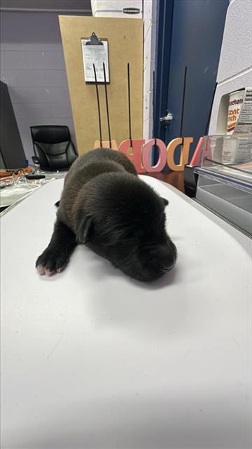 adoptable Dog in Corpus Christi, TX named AJ