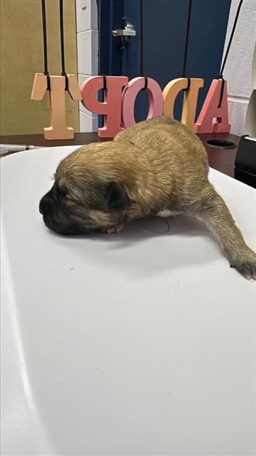 adoptable Dog in Corpus Christi, TX named ANDY