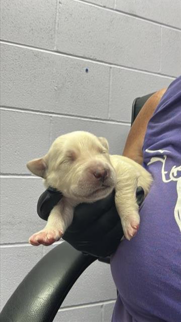 adoptable Dog in Corpus Christi, TX named ARCHIE