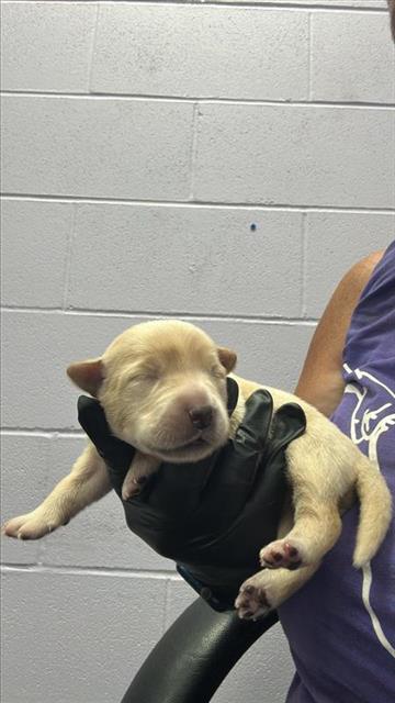 adoptable Dog in Corpus Christi, TX named AVA