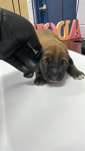 adoptable Dog in Corpus Christi, TX named ANNIE