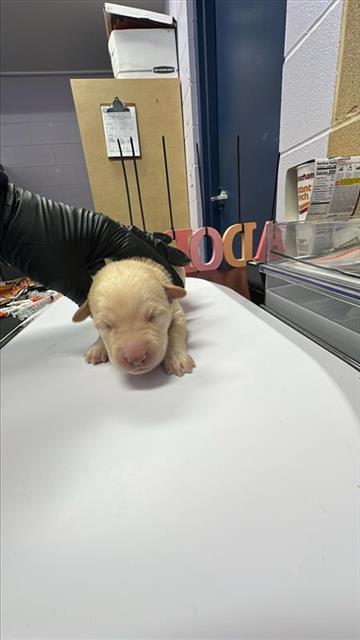 adoptable Dog in Corpus Christi, TX named AVERY