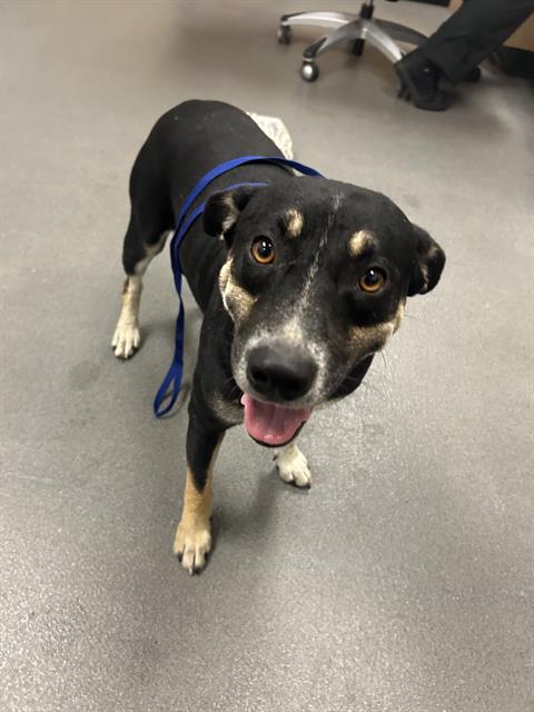 adoptable Dog in Corpus Christi, TX named MARK