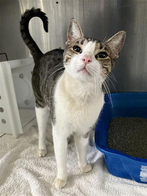 adoptable Cat in Corpus Christi, TX named ARTHUR