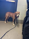 adoptable Dog in  named BUDDY BOY