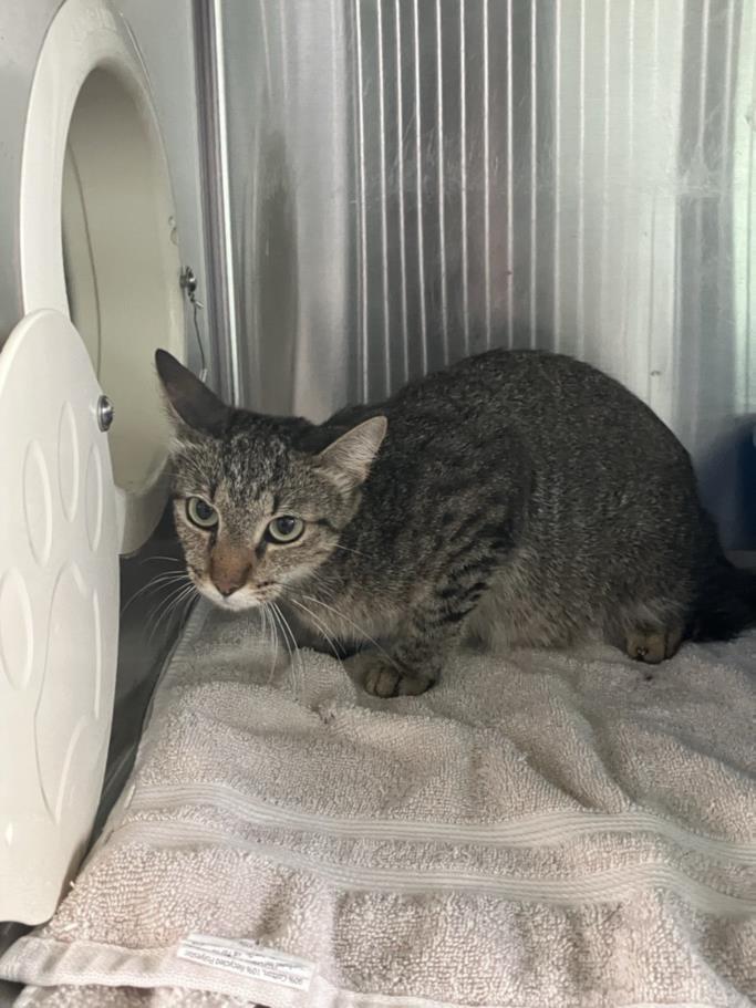 adoptable Cat in Corpus Christi, TX named ALLIE