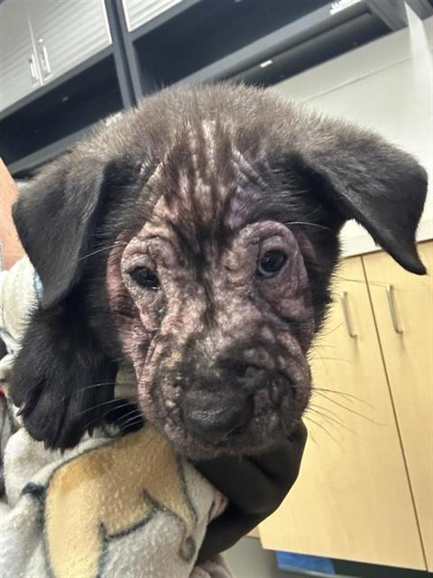adoptable Dog in Corpus Christi, TX named TINA TURNER