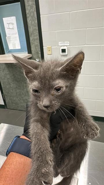 adoptable Cat in Corpus Christi, TX named ABDUL