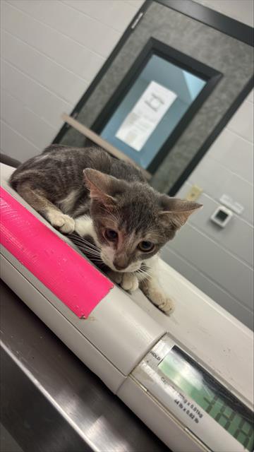 adoptable Cat in Corpus Christi, TX named AMY LEE