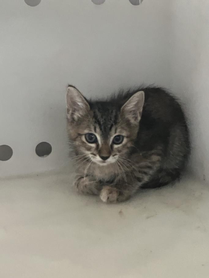adoptable Cat in Corpus Christi, TX named KATE