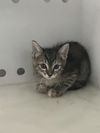 adoptable Cat in ,  named KATE