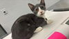 adoptable Cat in ,  named GWEN STEFANI