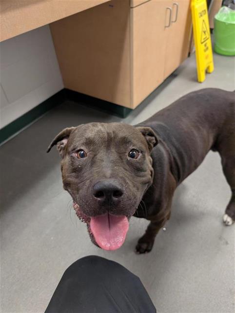 adoptable Dog in Corpus Christi, TX named SPIN