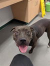 adoptable Dog in  named SPIN
