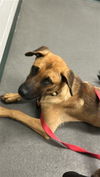 adoptable Dog in  named GOLIATH