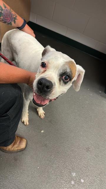 adoptable Dog in Corpus Christi, TX named LUNA
