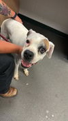 adoptable Dog in  named LUNA