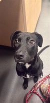 adoptable Dog in  named CAYENNE